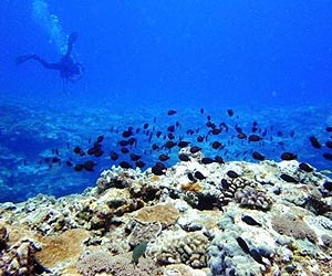 Experts create first legal roadmap to tackle local ocean acidification hotspots