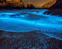 China's sparkling bioluminescent seas are glowing brighter
