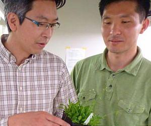 Research pinpoints how plants know when to flower