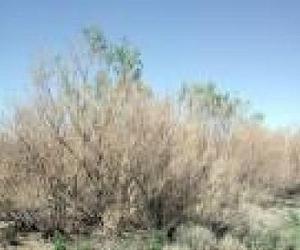 First analysis of invasive plant impacts worldwide