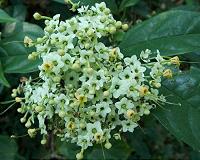 Botanical diversity unraveled in a previously understudied forest in Angola