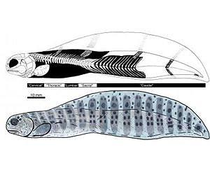Human-like spine morphology found in aquatic eel fossil