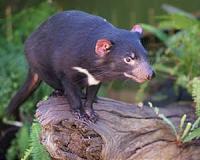 Tasmanian DNA to aid bandicoot reboot in Victoria