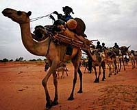 Ten Tuareg rebels killed in March: Niger army