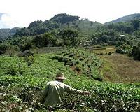 Changing monsoons contribute to lower tea yield in Chinese provinces