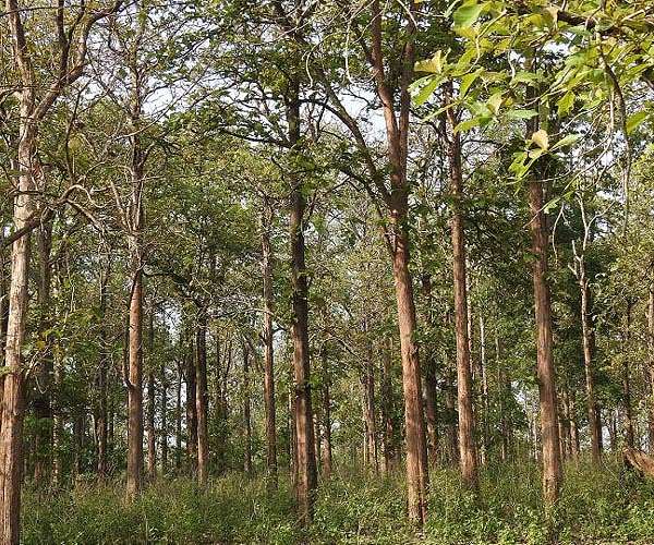 Myanmar teak exports to US bypassing coup sanctions: activists