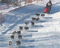 Sled dogs are closely related to 9,500-year-old 'ancient dog'