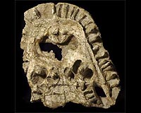 Extinct Species Had Large Teeth On Roof Of Mouth