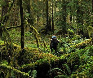 Climate change's effects on temperate rain forests surprisingly complex