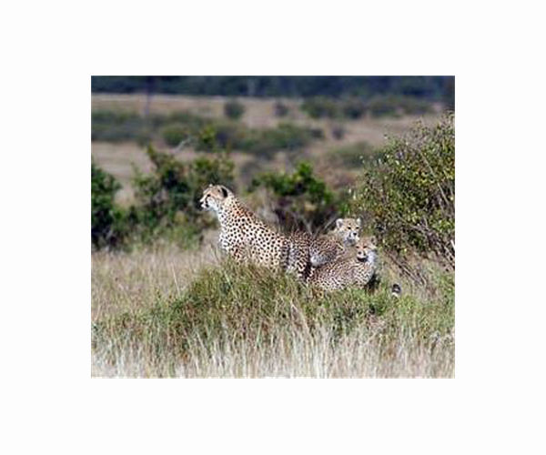Second endangered cheetah cub dies in Iran: state media