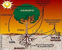 Carbon goes with the flow