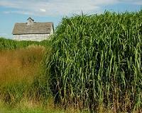 How do biofuel perennials affect the water cycle?