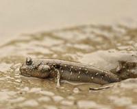 Evolutionary leap from fins to legs was surprisingly simple