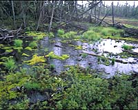 Thawing Permafrost Holds Vast Carbon Pool