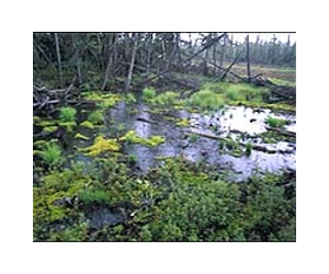 Scientists monitor peatlands from space