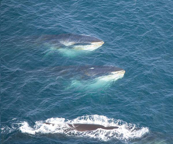 Japan shows first commercial fin whale catch in 48 years