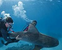 Female sand tiger sharks visit the same shipwrecks off North Carolina coast