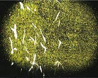 Zooplankton migrations may affect global ocean currents