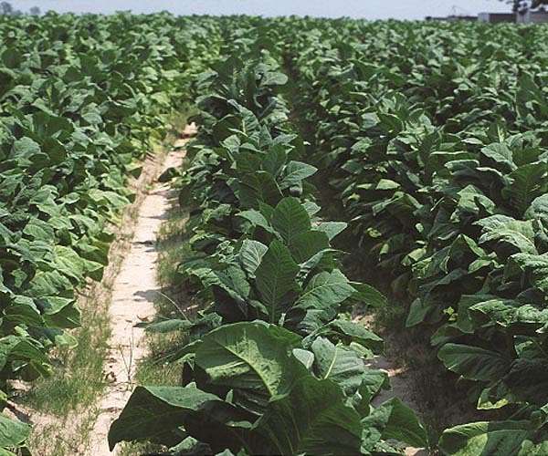 Walloped by hurricane, Cuba's tobacco sector struggles to its feet