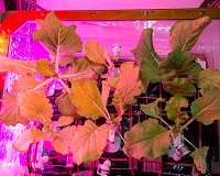 Cabbage Patch: 5th crop harvested aboard Space Station