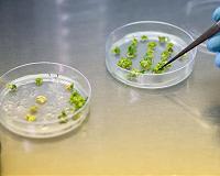 Controlling plant regeneration systems may drive the future of agriculture