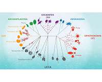 Aquatic microorganisms offer important window on the history of life