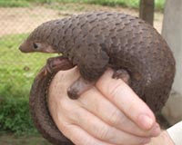 Malaysia makes massive seizure of pangolin scales