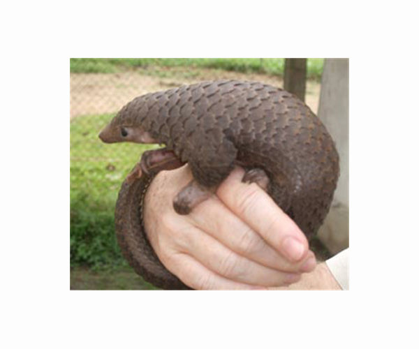 Vietnam jails pangolin, rhino parts smuggler for 13 years