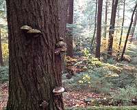 Some older forests better suited to change with the climate