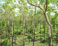 Rate of global forest loss halved: UN report
