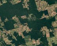Sharing data for improved forest protection and monitoring