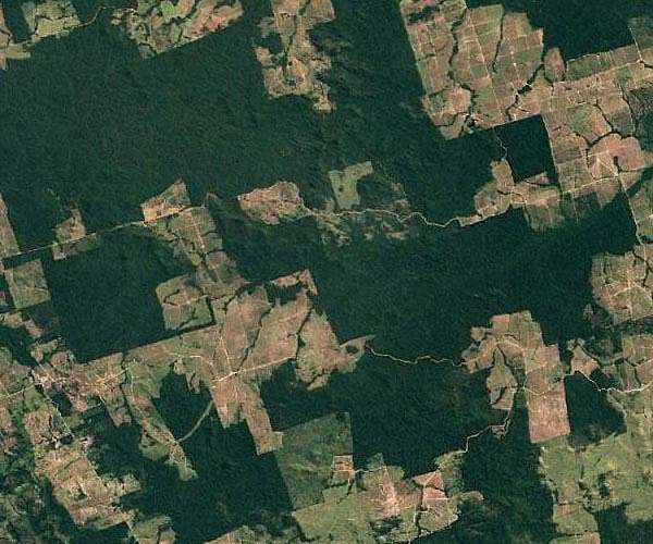 Covid an excuse to strip tropical forests: indigenous groups