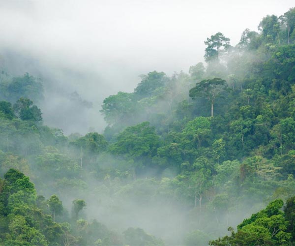 Australian rainforests no longer a carbon sink: study