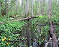 Tropical peat forests risk turning from carbon drains to emitters