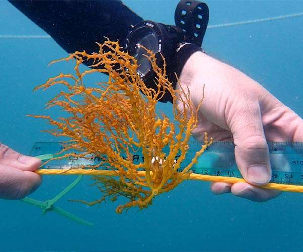 First test of tropical seaweed farming for biofuels production begins off Puerto Rico