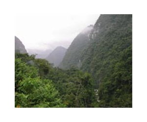 Team finds natural reasons behind nitrogen-rich forests