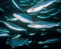 150,000 Trout Killed At Fish Farm In Storm Off Norway