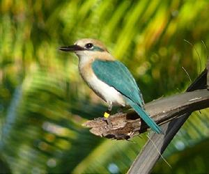 MU Researcher Works To Save One Of The World's Most Endangered Birds