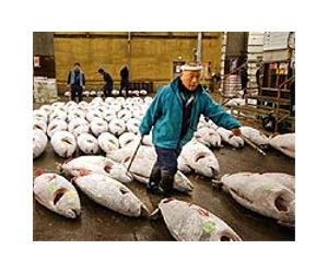 Chile tsunami costs Japanese fisheries 68 million dollars
