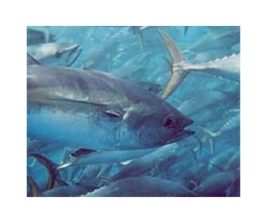 Tuna species urgently need protection: IUCN