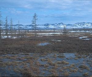 Sea ice decline spurs the greening of the Arctic