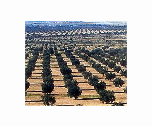 Syrian olive trees put down roots in Kurdish Iraq