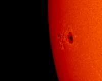 Two weeks in the life of a sunspot