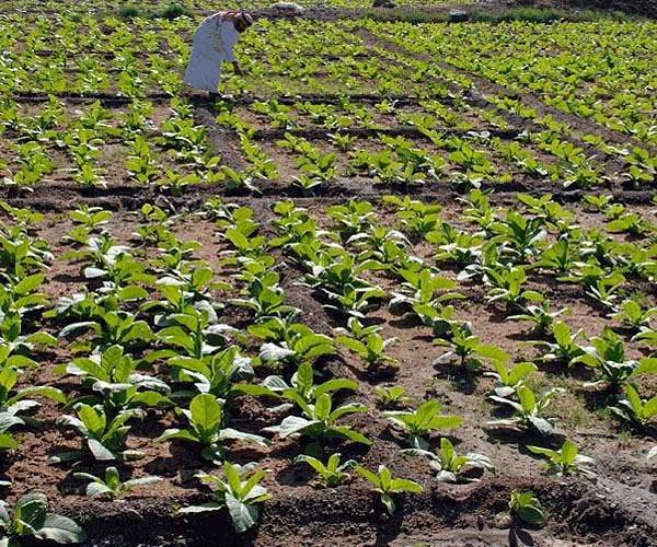Algae pasta, saltwater crops share million-dollar UAE prize