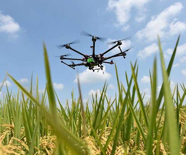 Chinese harvests first batch of 'space rice'