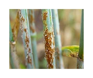 Disease hits wheat crops in Africa, Mideast