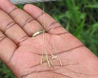Ancient rice heralds a new future for rice production