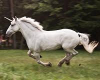 Silicon Valley mulls invasion of 'unicorns'
