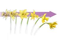 Daffodils help inspire design of stable structures