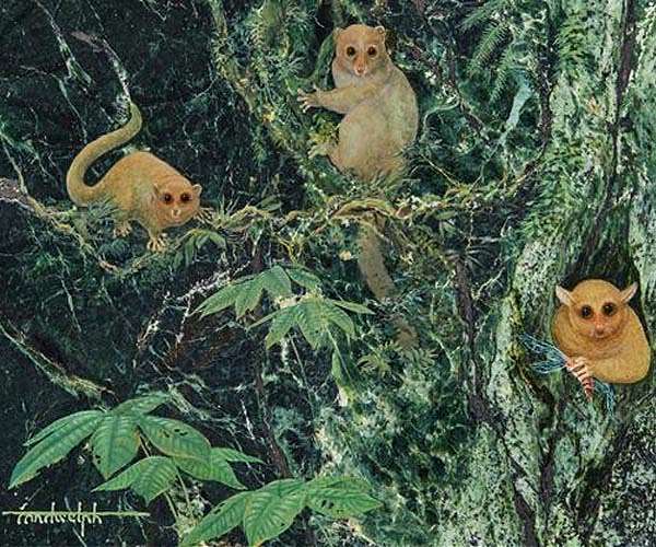 Primordial primate ancestors likely lived in pairs, contradicting Solitary Theory